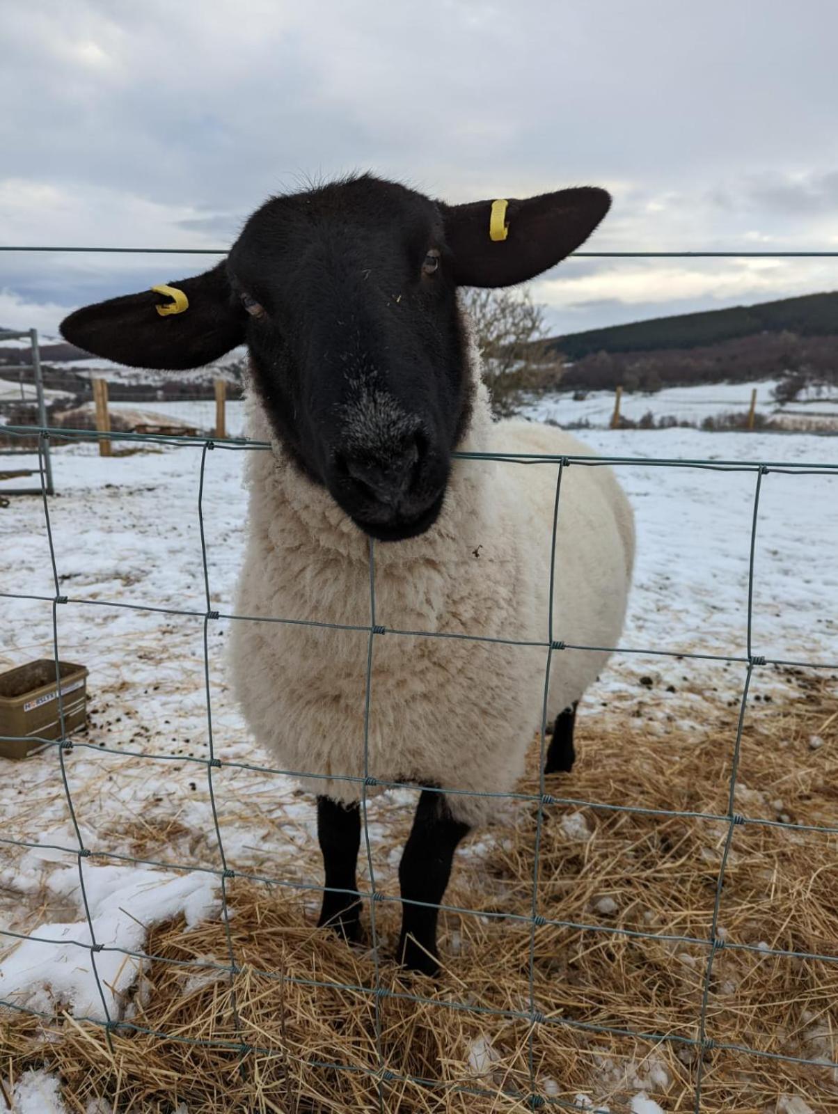 Lettoch Farm Bed and Breakfast Dufftown Exteriör bild